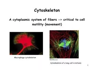 Cytoskeleton A cytoplasmic system of fibers -&gt; critical to cell motility (movement)