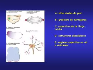 A: altos niveles de prot.