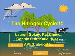 The Nitrogen Cycle!!!!