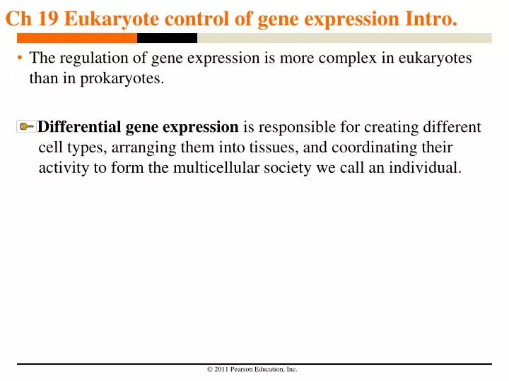ch 19 eukaryote control of gene expression intro