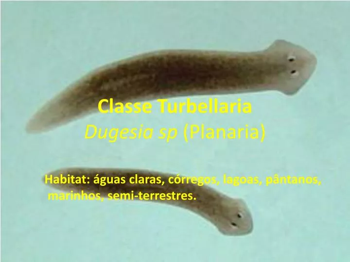 classe turbellaria dugesia sp planaria