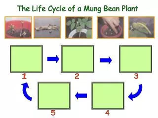 The Life Cycle of a Mung Bean Plant