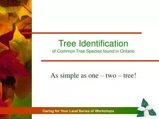 Tree Identification of Common Tree Species found in Ontario