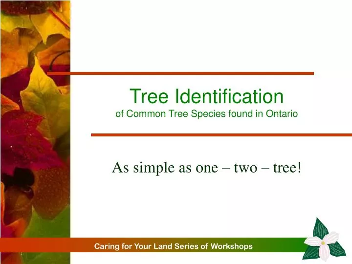 tree identification of common tree species found in ontario