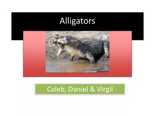 Alligators