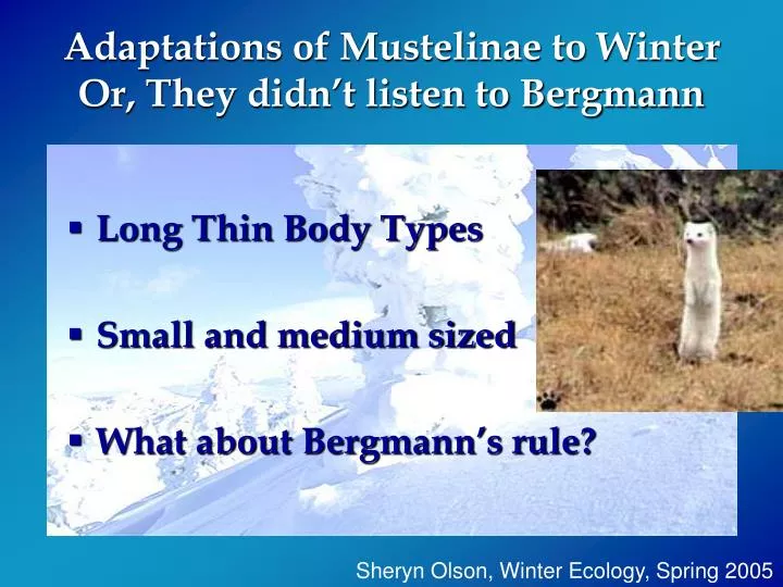 adaptations of mustelinae to winter or they didn t listen to bergmann