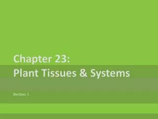 Chapter 23: Plant Tissues &amp; Systems