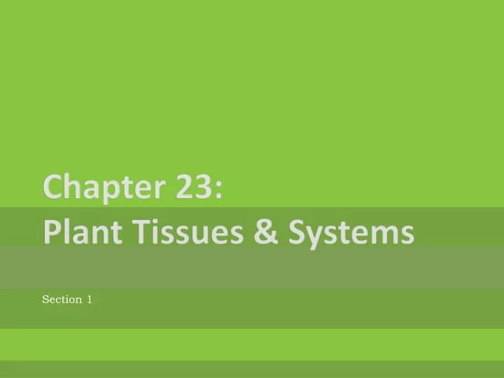 chapter 23 plant tissues systems