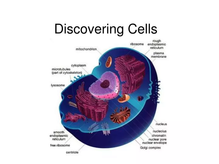 discovering cells