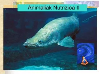 animaliak nutrizioa ii