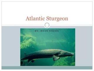 Atlantic Sturgeon