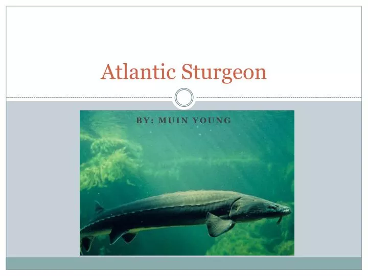 atlantic sturgeon