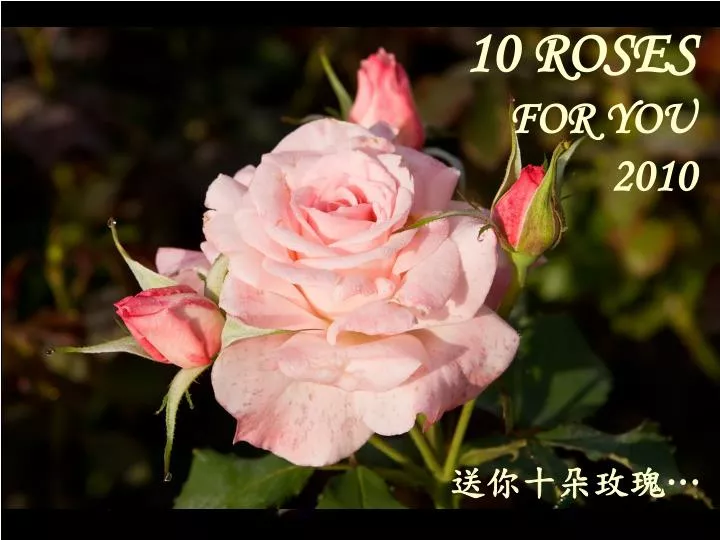 10 roses for you 2010
