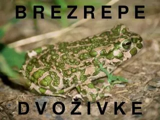 b r e z r e p e d v o i v k e