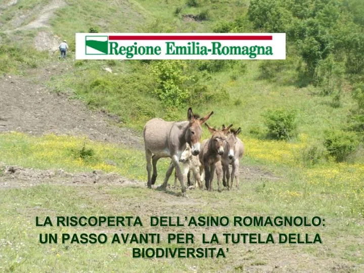 la riscoperta dell asino romagnolo un passo avanti per la tutela della biodiversita