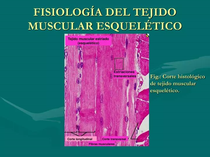 fisiolog a del tejido muscular esquel tico