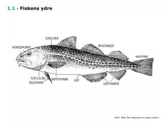 1 1 fiskens ydre