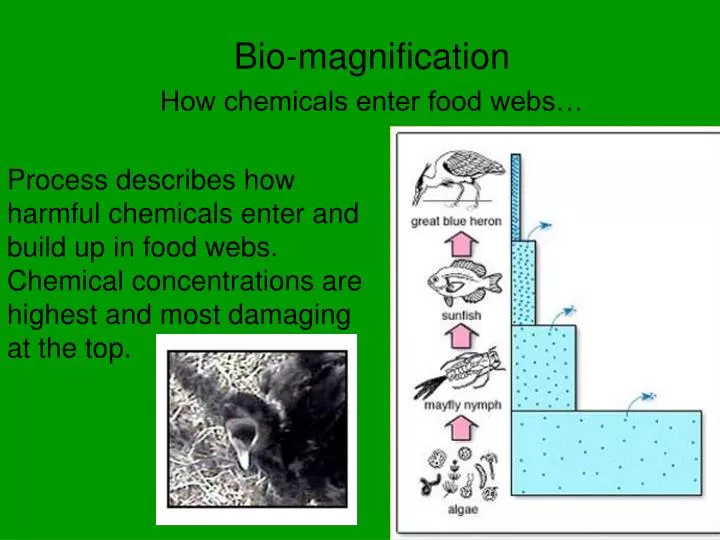 bio magnification how chemicals enter food webs