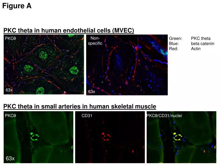 pkc theta in human endothelial cells mvec