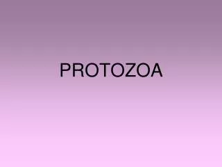 protozoa