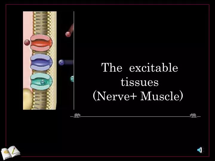 the excitable tissues nerve muscle