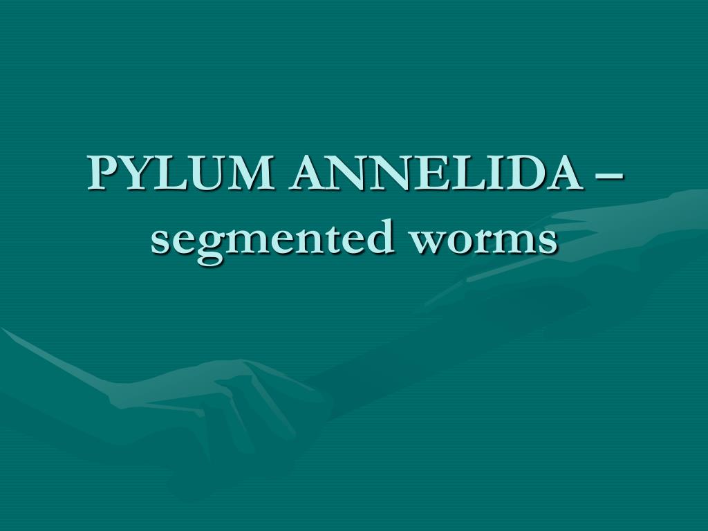 PPT - PYLUM ANNELIDA – segmented worms PowerPoint Presentation, free ...