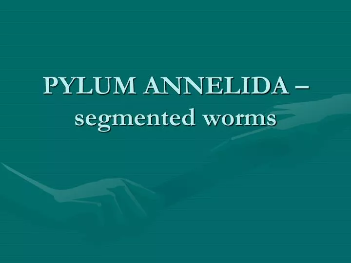 pylum annelida segmented worms