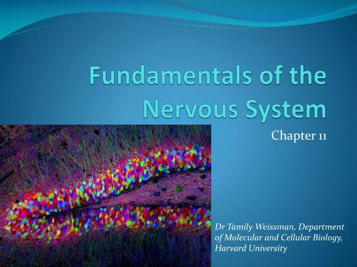 fundamentals of the nervous system