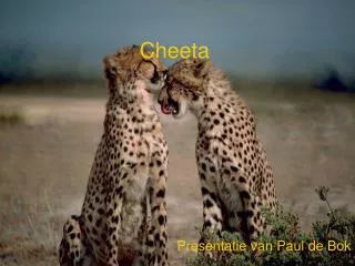 cheeta