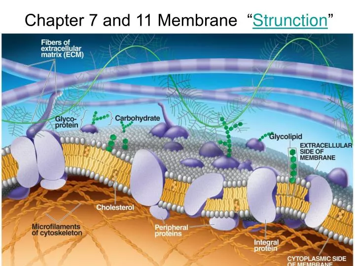 chapter 7 and 11 membrane strunction