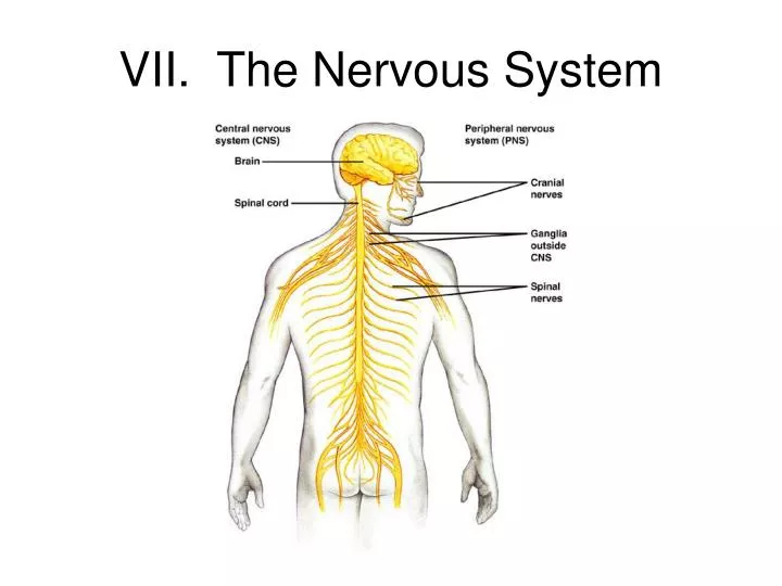 vii the nervous system
