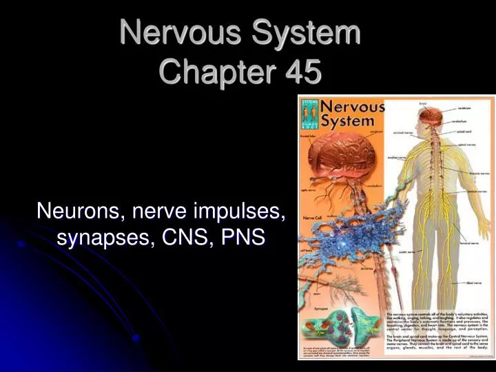 nervous system chapter 45
