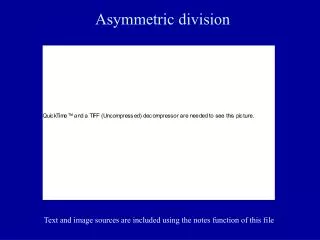 Asymmetric division