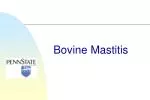 Bovine Mastitis - slide 1