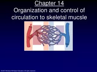 Chapter 14 Organization and control of circulation to skeletal mucsle