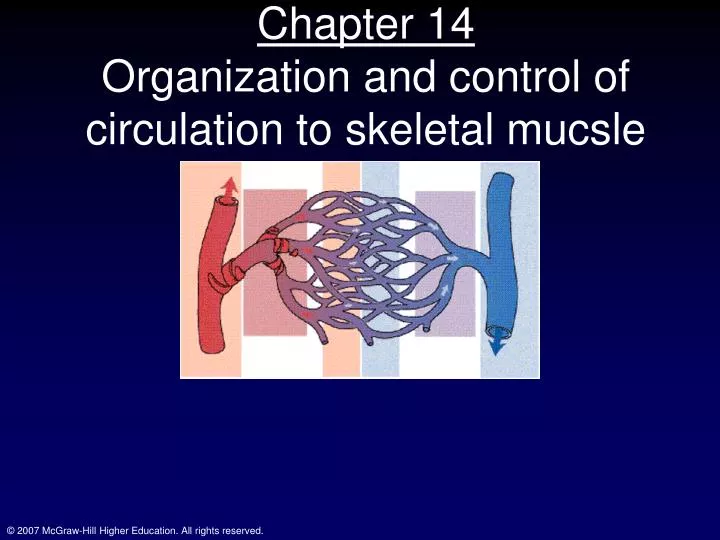 chapter 14 organization and control of circulation to skeletal mucsle