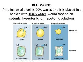 3. Endocytosis : taking material into the cell using part of the cell membrane.