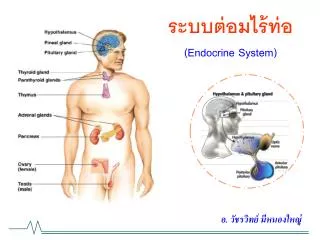 endocrine system