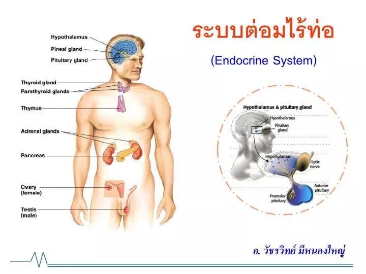 endocrine system