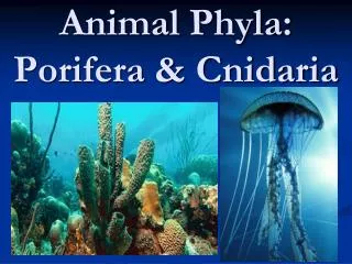 Animal Phyla: Porifera &amp; Cnidaria