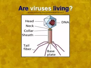 Are viruses living ? emc.maricopa/faculty/farabee/BIOBK/T2phage.gif