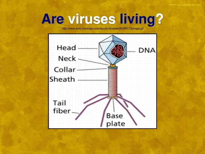 are viruses living http www emc maricopa edu faculty farabee biobk t2phage gif