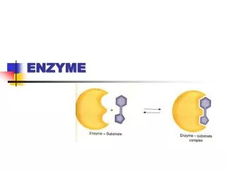 enzyme
