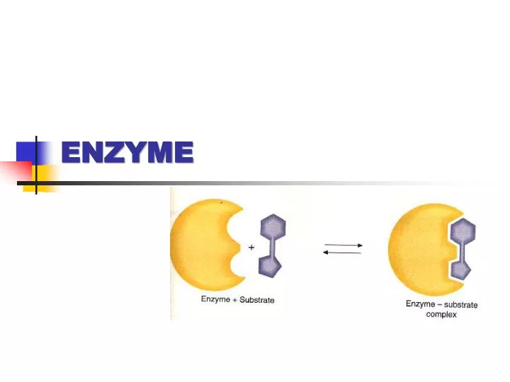 enzyme