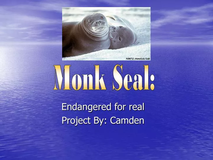 endangered for real project by camden