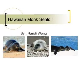 Hawaiian Monk Seals !