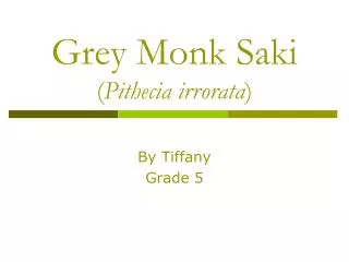 Grey Monk Saki ( Pithecia irrorata )