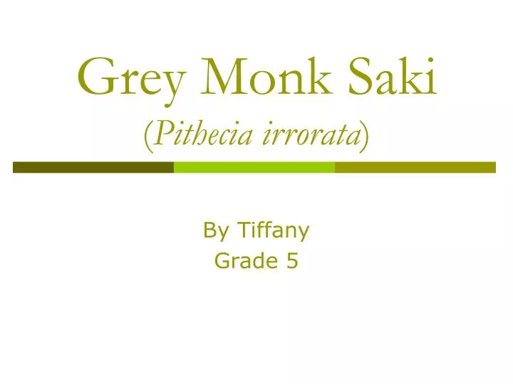 grey monk saki pithecia irrorata