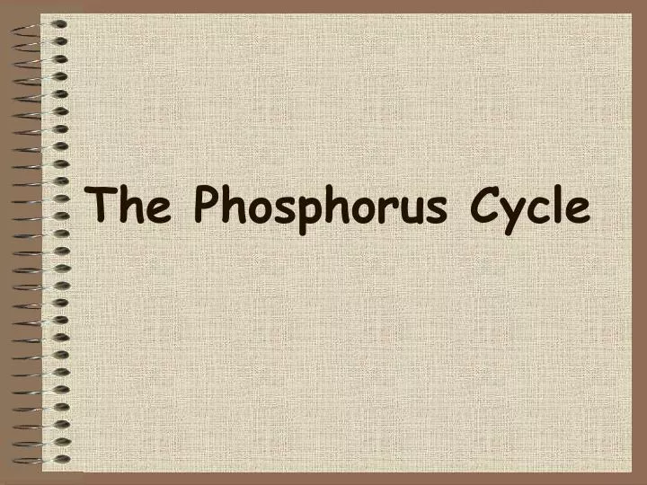 the phosphorus cycle