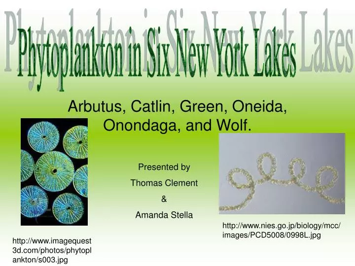 arbutus catlin green oneida onondaga and wolf